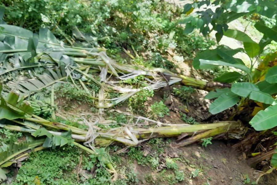 Một số cây chuối bị voi đốn gãy. Một số cây chuối bị voi đốn gãy.
