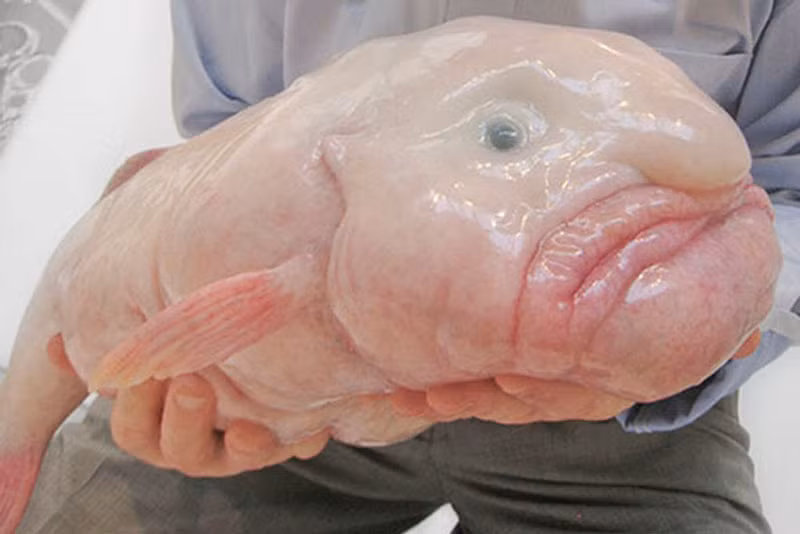 Cá giọt nước sẽ tuyệt chủng vì quá xấu?