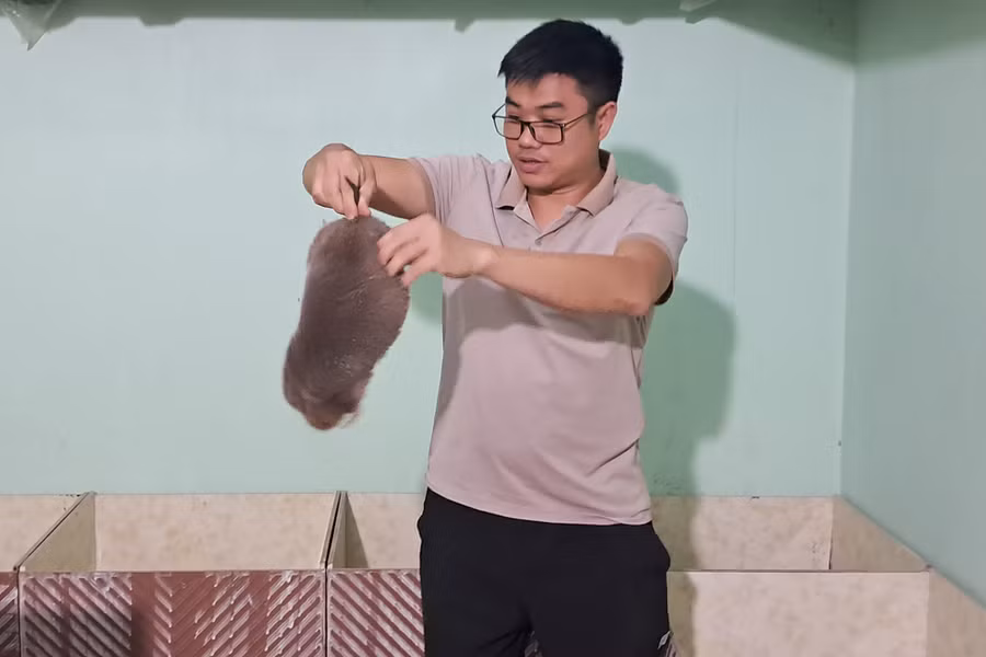 Mô hình nuôi dúi mang lại giá trị kinh tế cao của người dân huyện miền núi Kỳ Sơn.