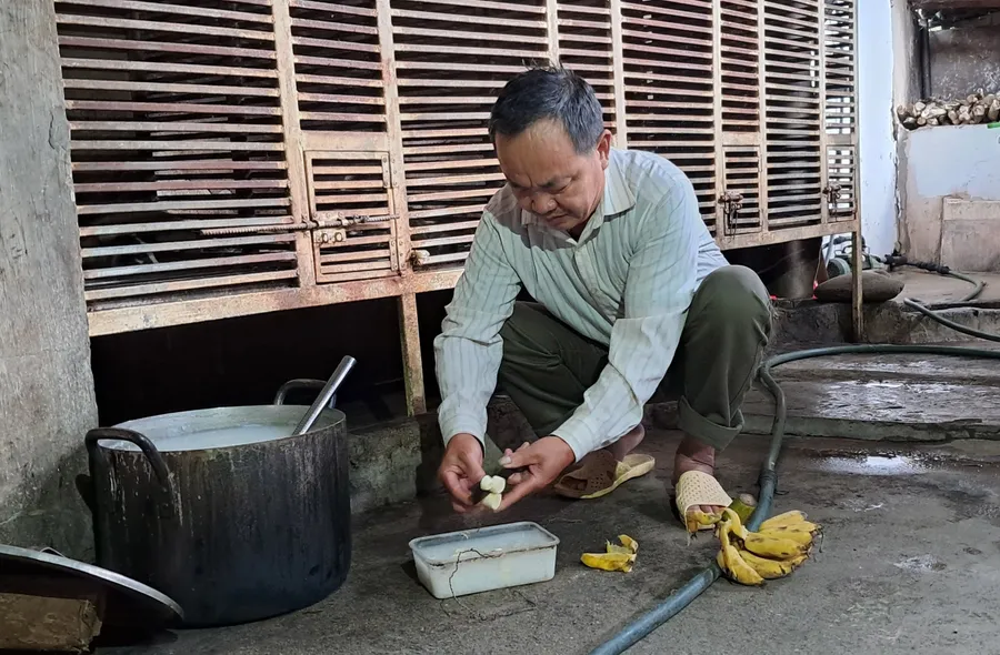 Ông Lộc Văn Hùng đang trộn cháo với chuối chín làm thức ăn cho chồn hương.