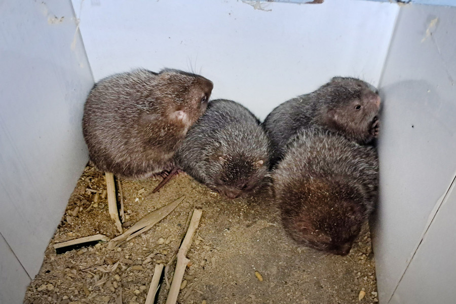 Thịt dúi có hương vị thơm ngon, giá trị dinh dưỡng cao. Thịt dúi có hương vị thơm ngon, giá trị dinh dưỡng cao.