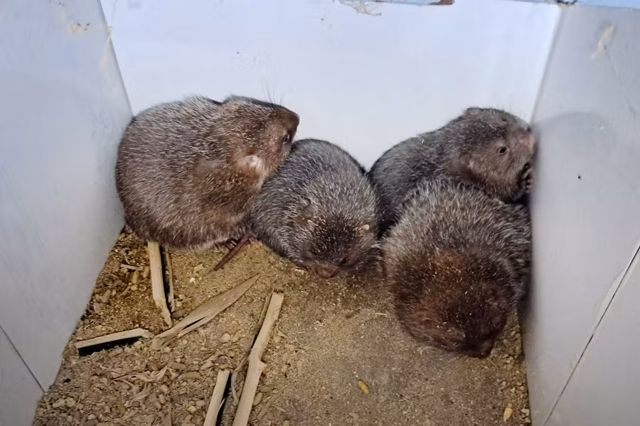 Thịt dúi có hương vị thơm ngon, giá trị dinh dưỡng cao.