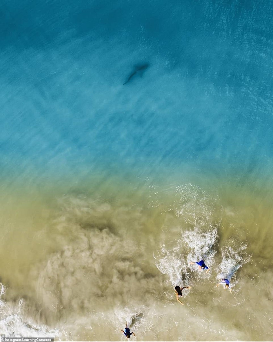 Chụp ảnh biển từ trên cao, ông bố điếng người phát hiện "tử thần" lởn vởn gần con mình hình ảnh 2 chup anh bien tu tren cao, ong bo dieng nguoi phat hien "tu than" lon von gan con minh hinh anh 2