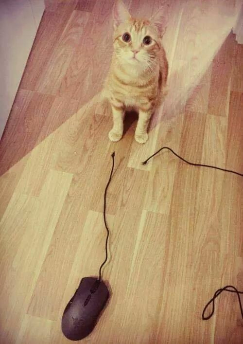 Dũng sĩ diệt chuột. Dũng sĩ diệt chuột.