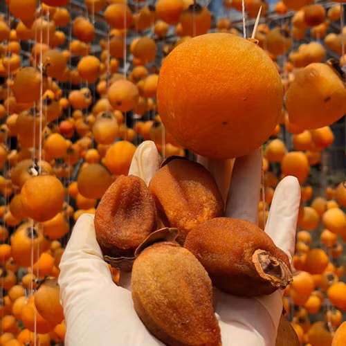 Khi thu hoạch, bạn có thể để vào túi bóng hoặc hút chân không, hoặc để ngoài chỗ râm mát, sau 5-7 ngày, hồng dần dần sẽ lên lớp tường bao xung quanh. Đây không phải là mốc là đường từ mật hồng tiết ra. Sau đó có thể để ngăn mát từ 1-2 tháng. Nếu muốn lâu hơn, nên để ngăn đá. Khi thu hoạch, bạn nhớ để nguyên cả tai hồng. Để túi bóng hoặc hút chân không. Bạn có thể để ngoài chỗ râm mát, sau 5-7 ngày, hồng dần dần sẽ lên lớp tường bao xung quanh hồng. Đây không phải là mốc là là đường từ mật hồng tiết ra. Sau đó có thể để ngăn mát từ 1-2 tháng. Nếu muốn lâu hơn, nên để ngăn đá.