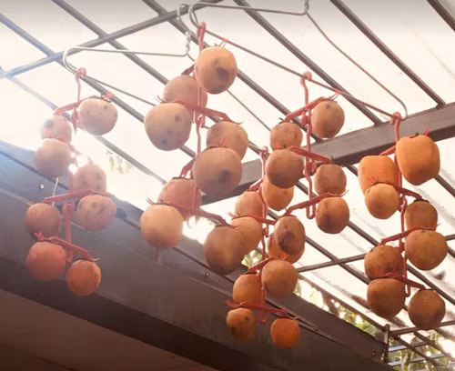 Chị Thanh Bình (Hà Nội) cho hay chị biết tới phong trào "hồng treo gió" từ năm ngoái nên đã làm theo được mấy mẻ. Hồng khi khô sẽ ngót đi nhiều, 7-10 kg lúc đầu chỉ còn lại được khoảng 1 kg, tùy theo mình để khô vừa hay khô kỹ. Chị Thanh Bình (Hà Nội) cho hay chị biết tới phong trào hồng treo gió từ năm ngoái nên đã làm theo được mấy mẻ.