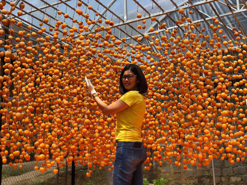 Chị Nguyễn Thu, người đã vào tận Đà Lạt để học hỏi cách làm hồng treo gió ngon từ các chuyên gia Nhật Bản, cho biết hồng ngon nhất để làm là hồng vuông đồng Đà Lạt và hồng tám hải/ hồng trứng,còn hồng Mộc Châu,giá cả mềm mại hơn chút, tuy nhiên màu sắc thành phẩm lại không đẹp bằng. Năm ngoái, chị Thu làm cả tạ hồng, vừa ăn, vừa biếu họ hàng và bán một phần. Chị Thu Nguyễn, người đã vào tận Đà Lạt để học hỏi cách làm hồng treo gió ngon từ các chuyên gia Nhật Bản, cho biết