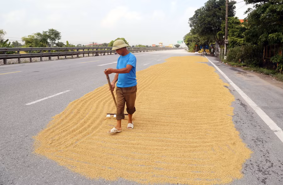 Cảnh phơi thóc chiếm 1/3 lòng đường tại km 9+500 quốc lộ 21B, huyện Mỹ Lộc, tỉnh Nam Định (ảnh chụp vào 21/10)