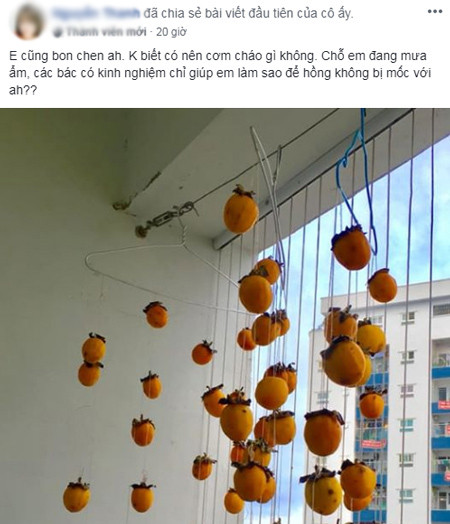 Trên nhiều hội nhóm, các chị em thi nhau khoe ảnh "hồng treo gió". Giá hồng đợt này khá rẻ, dao động từ 20.000 - 35.000 đồng tùy loại nên mọi người mua nhiều về treo khô để ăn dần. Khác với cho vào lò sấy, treo hồng dưới nắng và gió sẽ giúp quả hồng ngon hơn, bên ngoài dai dai, giòn giòn, trong vẫn đượm mật ngọt. Trên nhiều hội nhóm, các chị em thi nhau khoe ảnh hồng treo gió. Giá hồng đợt này khá rẻ, dao động từ 20.000 - 40.000 tùy loại