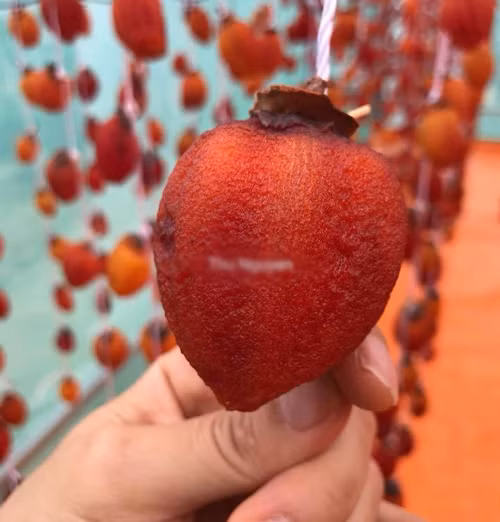 Nếu đang treo gặp mưa hoặc độ ẩm cao có thể mang hồng cất vào tủ lạnh, đợi hết mưa mang ra phơi tiếp. Hoặc mang hồng vào treo tại khu vực ấm áp, trang bị thêm quạt sưởi hoặc máy sấy thực phẩm, sấy quần áo, để cung cấp nhiệt độ, đảm bảo duy trì nhiệt dưới 30 độ C để hồng ấm áp và se mặt. Nếu phát hiện quả nào xuất hiện mốc, lấy rượu lau sạch rồi treo chỗ khô ráo. khi treo ở nhà, nên tìm khu vực ít bụi. Có nắng, có gió thì càng tốt nhưng phải tuyệt đối tránh mưa và sương mù vì độ ẩm cao là đi luôn cả mẻ hồng. Nắng to quá thì cũng không tốt, gió to quá cũng nhanh khô hồng. Tóm lại là có gió, có nắng nhưng mức độ vừa phải, thấy mưa thì mang hồng vào nhà cất đi.