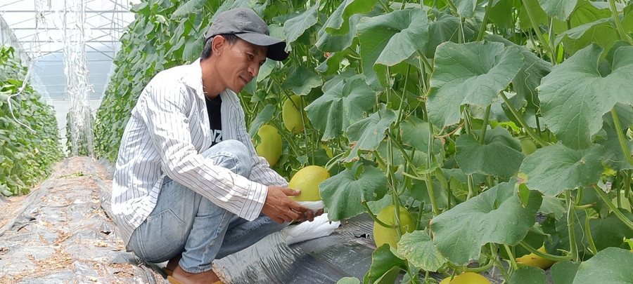 Anh Đinh Công Vàng đang chăm sóc vườn dưa lưới của gia đình. Ảnh: Quốc Hải Anh Đinh Công Vàng đang chăm sóc vườn dưa lưới của gia đình. Ảnh: Quốc Hải