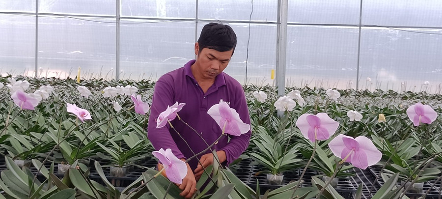 Kỹ sư nông nghiệp đang chăm sóc vườn lan hồ điệp của gia đình chị Diệp Hồng Trang. Ảnh: Quốc Hải Kỹ sư nông nghiệp đang chăm sóc vườn lan hồ điệp của gia đình chị Diệp Hồng Trang. Ảnh: Quốc Hải