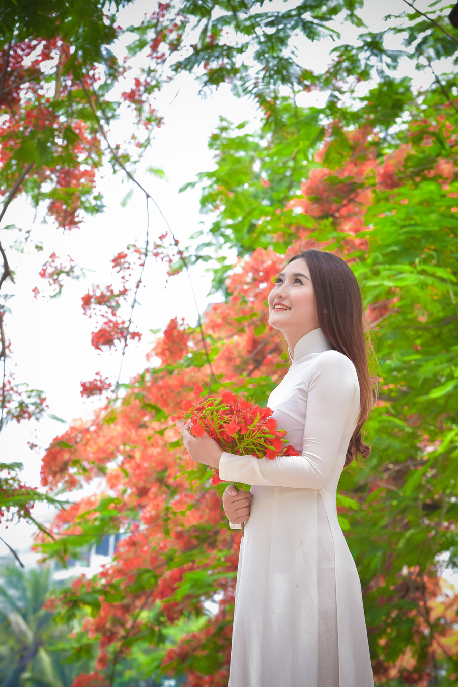 Thiếu nữ Hà thành mơ màng bên hoa phượng “rực cháy“ ảnh 5 Thiếu nữ Hà thành mơ màng bên hoa phượng “rực cháy“ ảnh 5
