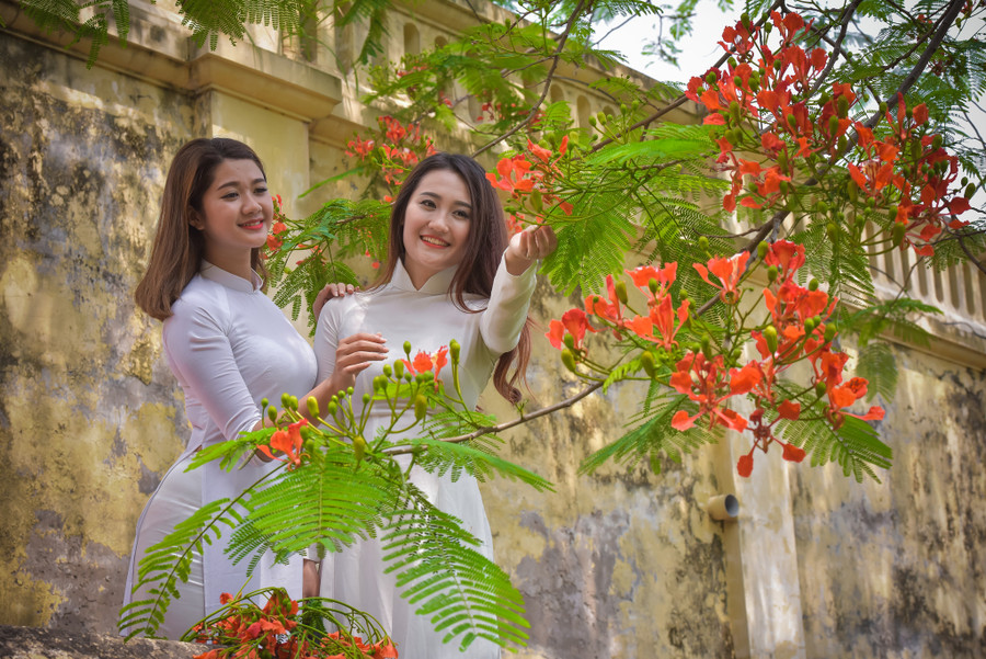 Thiếu nữ Hà thành mơ màng bên hoa phượng “rực cháy“ ảnh 19 Thiếu nữ Hà thành mơ màng bên hoa phượng “rực cháy“ ảnh 19