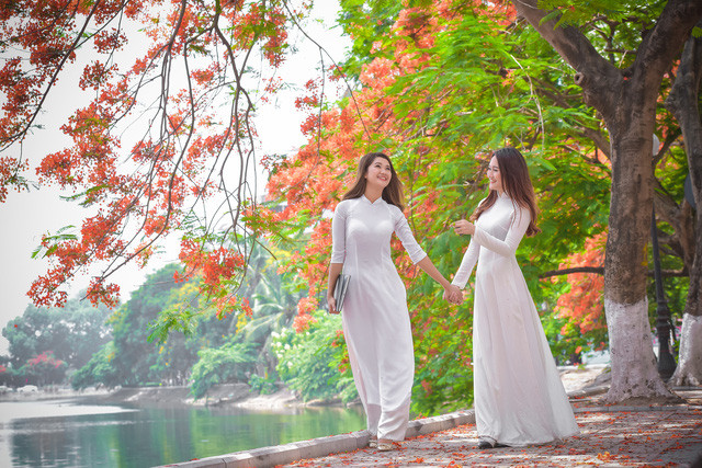 Thiếu nữ Hà thành mơ màng bên hoa phượng “rực cháy“ ảnh 1 Thiếu nữ Hà thành mơ màng bên hoa phượng “rực cháy“ ảnh 1