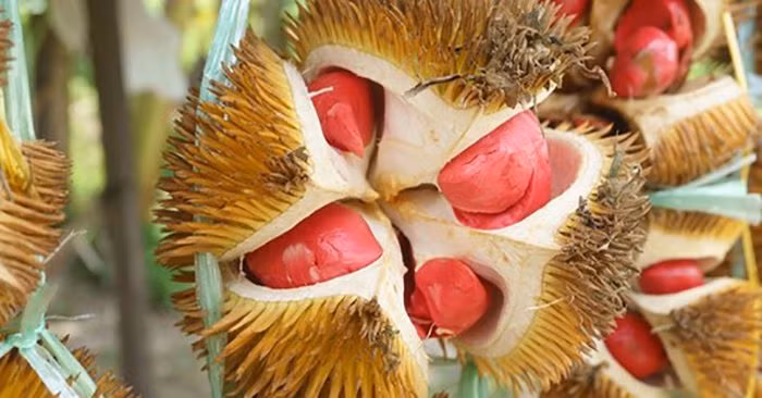 nhung loai qua ruot do khien chi em "chao dao" ngay khi xuat hien hinh anh 5