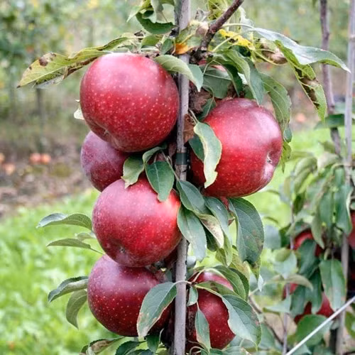 nhung loai qua ruot do khien chi em "chao dao" ngay khi xuat hien hinh anh 10