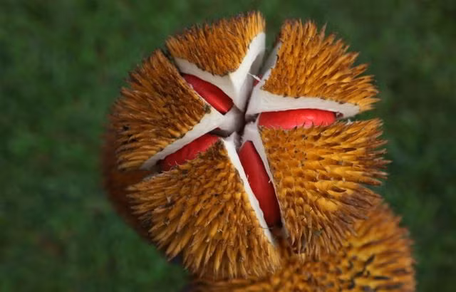 nhung loai qua ruot do khien chi em "chao dao" ngay khi xuat hien hinh anh 7