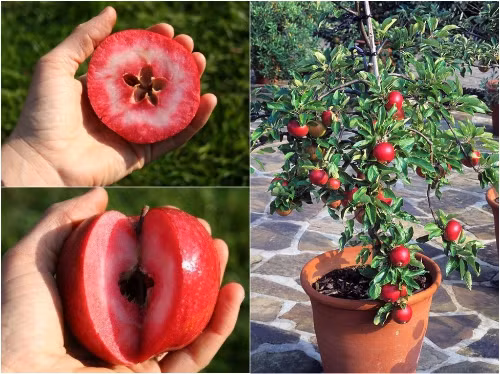 nhung loai qua ruot do khien chi em "chao dao" ngay khi xuat hien hinh anh 11