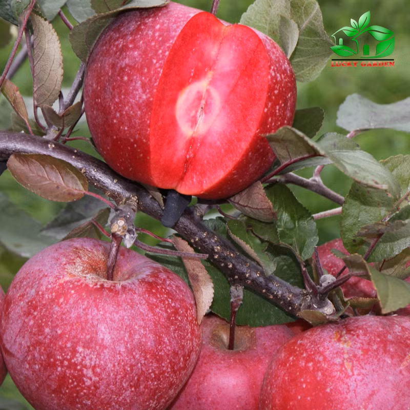 nhung loai qua ruot do khien chi em "chao dao" ngay khi xuat hien hinh anh 12