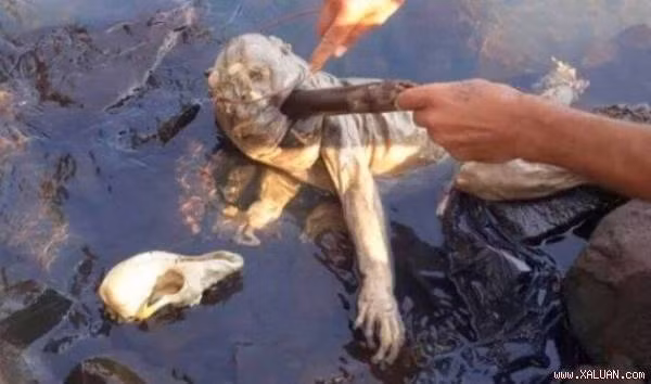  Sinh vật này quá kỳ dị, trông không giống bất cứ sinh vật nào từng biết