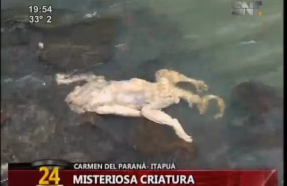 Sốc với sinh vật lạ tìm thấy ở Paraguay ảnh 3