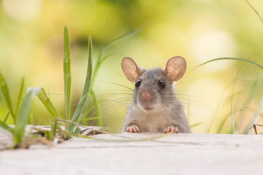 Con giáp gặp hạn Tam Tai, vận rủi bao vây năm 2023