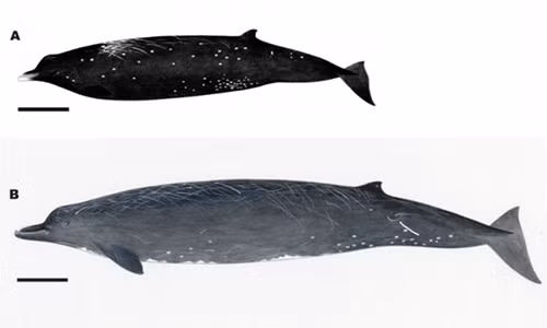 So sánh kích thước và hình dáng loài Berardius minimus (A) với Berardius bairdi (B). Ảnh: Fox News.