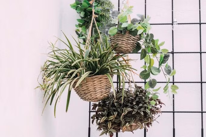 Chỉ cần đặt những chậu cây trong những chiếc giỏ mây, rồi treo lên trần nhà hoặc chỉ là hàng rào hay khung sắt, bạn đã có một khu vườn và dễ dàng thay đổi cây.