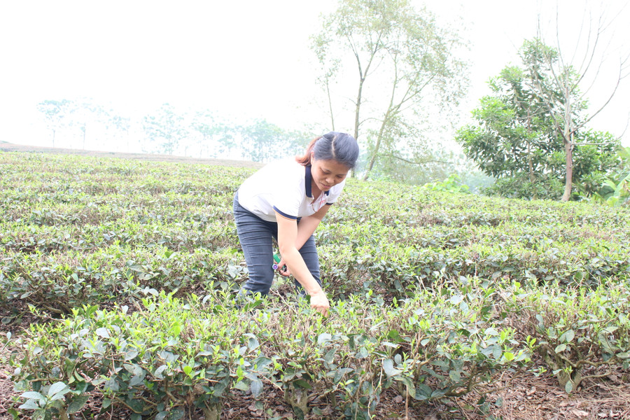 Cây chè đã giúp người dân xã Tân Linh ổn định cuộc sống, vươn lên thoát nghèo. Cây chè đã giúp người dân xã Tân Linh ổn định cuộc sống, vươn lên thoát nghèo.