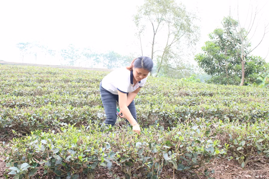 Cây chè đã giúp người dân xã Tân Linh ổn định cuộc sống, vươn lên thoát nghèo.