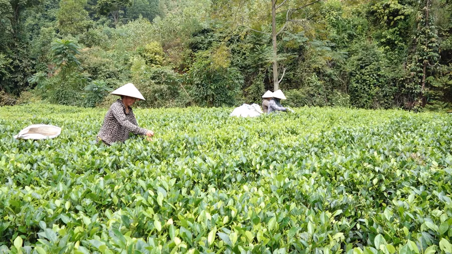 Cây trồng chủ lực góp phần giảm nghèo cho nông dân Đại Từ.