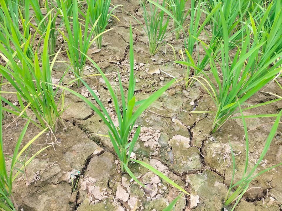 Mực nước sông Lam xuống thấp, các trạm bơm không hoạt động được, do đó trên địa bàn các huyện Thanh Chương, Đô Lương có trên 1.000 ha diện tích lúa bị thiếu nước.