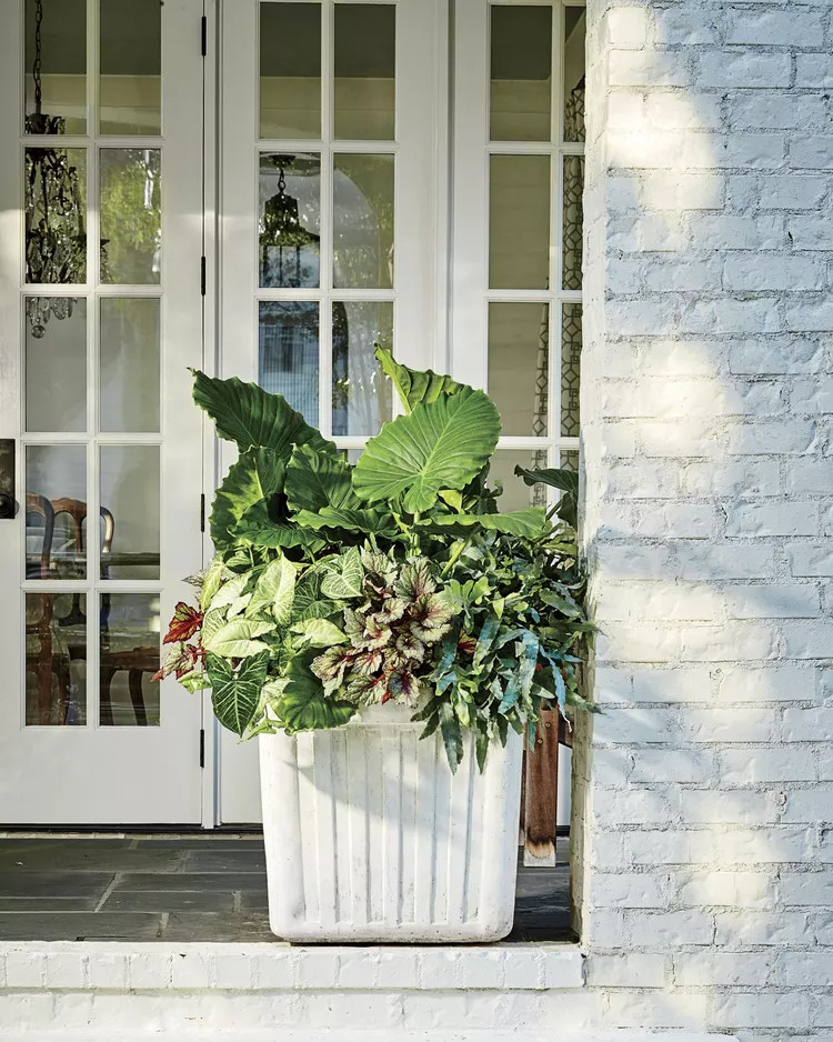 Không bao giờ là quá nhiều khi bạn thêm cây xanh trước hiên. (Ảnh: ITN).