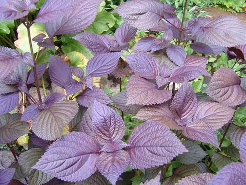 Chỉ cần 1 nắm lá tía tô làm theo cách này, mụn thịt quanh mắt sẽ biến mất ảnh 3