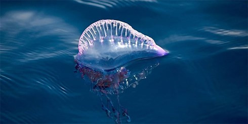 Bầy sứa độc đông bất thường tấn công, hàng loạt bãi biển ở Úc đóng cửa ảnh 3 Bầy sứa độc đông bất thường tấn công, hàng loạt bãi biển ở Úc đóng cửa ảnh 3