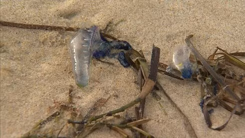 Bầy sứa độc đông bất thường tấn công, hàng loạt bãi biển ở Úc đóng cửa ảnh 4