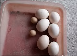 Gà trống đẻ trứng ở Nghệ An