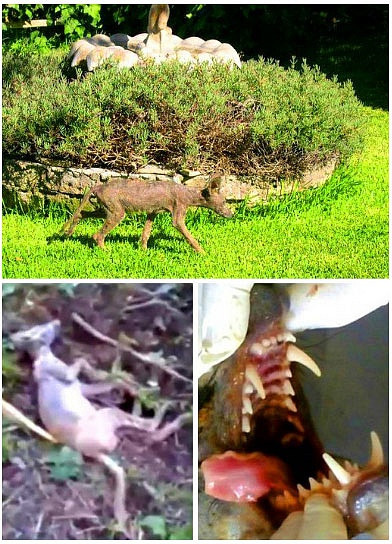 4 sinh vật tưởng hư cấu không ngờ lại có thật 100% ảnh 3 4 sinh vật tưởng hư cấu nhưng ngờ đâu nó lại có thật 100% - Hình 3