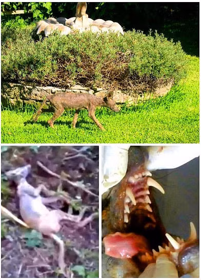 4 sinh vật tưởng hư cấu không ngờ lại có thật 100% ảnh 3 4 sinh vật tưởng hư cấu nhưng ngờ đâu nó lại có thật 100% - Hình 3