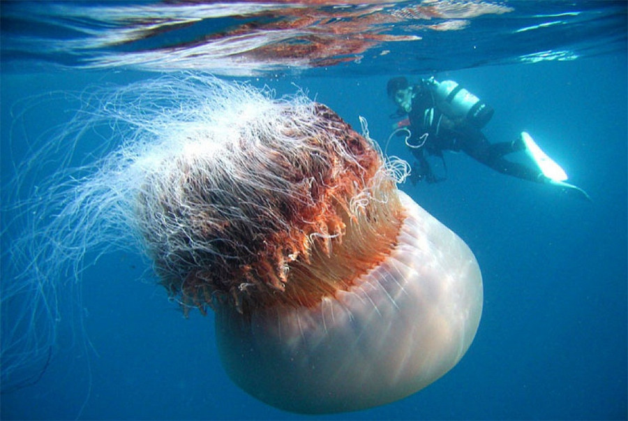 4 sinh vật tưởng hư cấu không ngờ lại có thật 100% ảnh 1 4 sinh vật tưởng hư cấu nhưng ngờ đâu nó lại có thật 100% - Hình 1