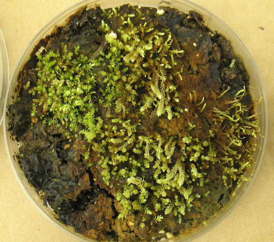 Một trong 7 mẫu rêu dưới băng 400 năm hồi sinh trong phòng thí nghiệm. Ảnh: Smithsonianmag. Một trong 7 mẫu rêu dưới băng 400 năm hồi sinh trong phòng thí nghiệm. Ảnh: Smithsonianmag.