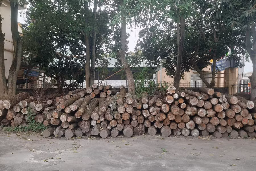 Số gỗ bị chặt tại xã Hưng Yên Nam, huyện Hưng Nguyên.