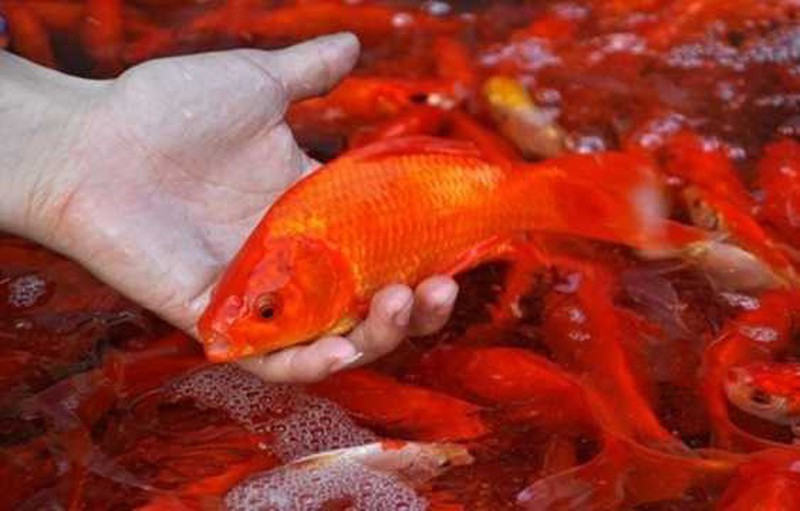 Món ăn kiêng kỵ tuyệt đối không cúng ông Công ông Táo - Hình 2 Mon an kieng ky tuyet doi khong cung ong Cong ong Tao-Hinh-2