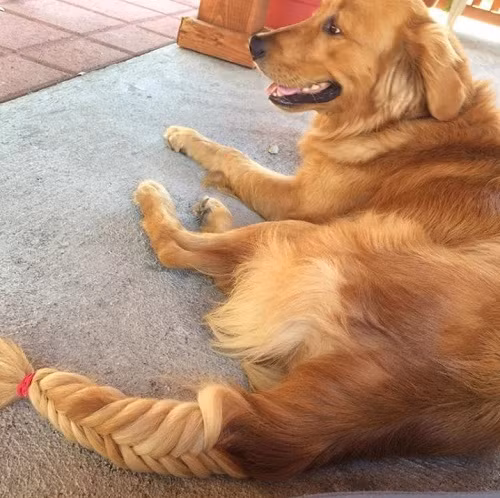 Làm đẹp cho cún cưng. 10-anh-hai-hot-nhat-facebook-trong-ngay-7