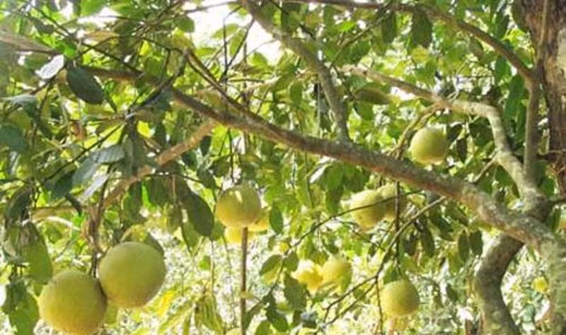 Hình ảnh bưởi Phúc Trạch – Hương Khê, Hà Tĩnh.