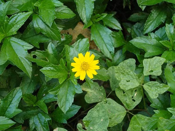 Những loại lá tắm thông dụng và an toàn cho bé