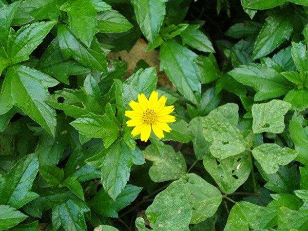 la-tam-thong-dung-cho-be-blogtamsuvn (3)