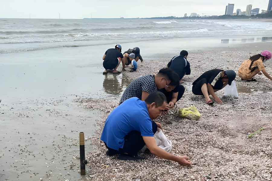 Nhiều vị trí sò huyết dạt kín bãi cát. Ảnh: NDCC Nhiều vị trí sò huyết dạt kín bãi cát. Ảnh: NDCC