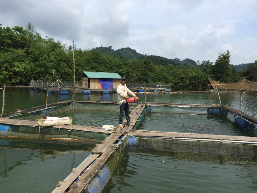 Bè cá của gia đình anh Ma Văn Lâm
